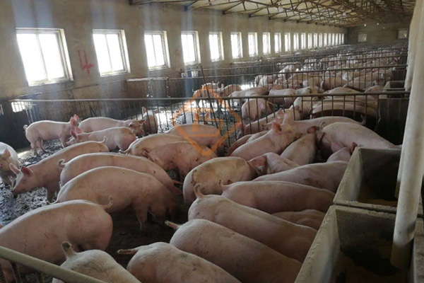 小型豬糞有機肥生產(chǎn)線