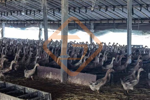 鴨糞有機(jī)肥料生產(chǎn)設(shè)備有哪些?鴨糞如何制造有機(jī)肥?