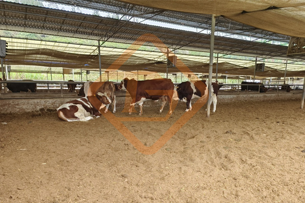 怎樣用牛糞做有機肥?牛糞有機肥肥料生產設備有哪些?