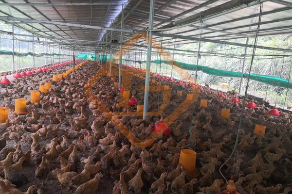 成套雞糞有機(jī)肥設(shè)備價(jià)格費(fèi)用是多少錢